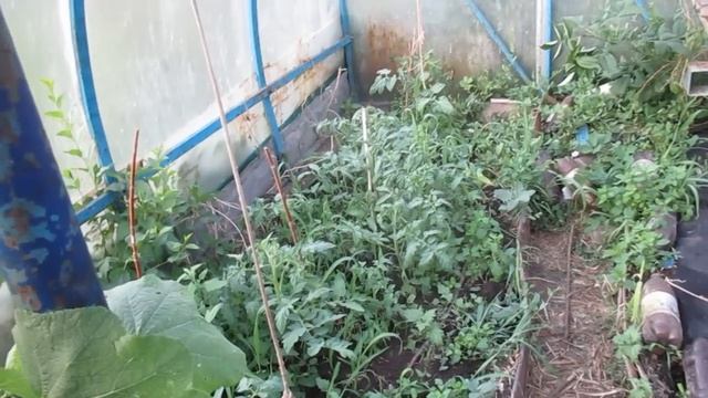 БОРНАЯ КИСЛОТА -ЛУЧШАЯ ПОДКОРМКА ОГУРЦАМ ! УСКОРЯЕТСЯ РОСТ ЗЕЛЕНЦОВ.