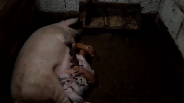 Срочное включение! Свинья опоросилась пока нас не было! смотреть онлайн