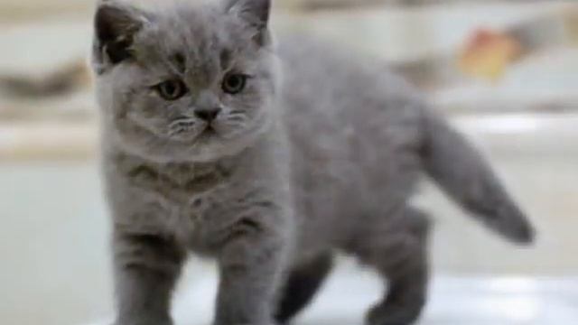 Сказочный цветок Rigas смотреть онлайн