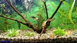 Валлиснерия не растет, гниет и гибнет.