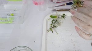 ПОСЕВ СЕМЯН ОРХИДЕЙ!? Результат посева 1 год 7 месяцев.