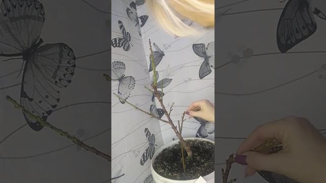 Обрезка карликового персика.