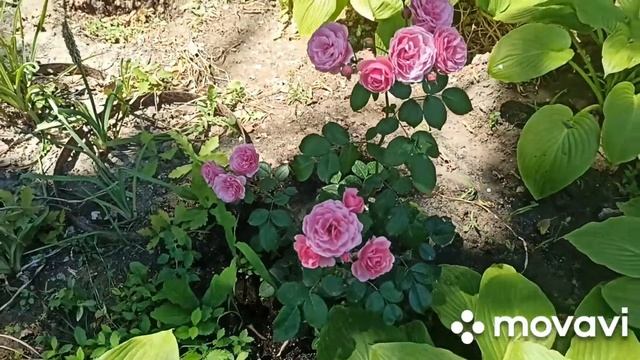 Розы спрей- Помпонелла, Мими Эден, Лидия. Первогодки.