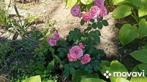 Розы спрей- Помпонелла, Мими Эден, Лидия. Первогодки.