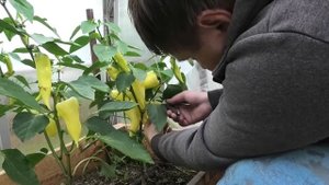 Перец СНЕГОПАД F1| Ранний, высокоурожайный перец для холодных регионов