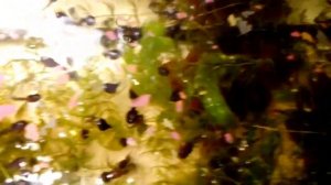 Кормление головастиков жабовидной квакши Арлекина.