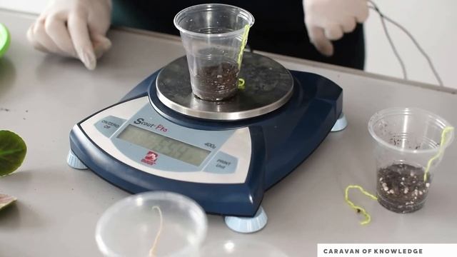 Капиллярный полив STEAM сабақ смотреть онлайн