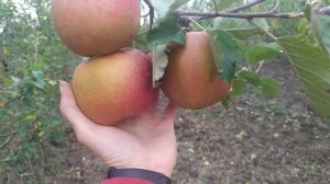 яблоня Ред боскоп