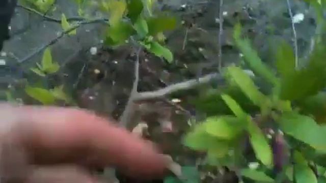 myrtus communis смотреть онлайн