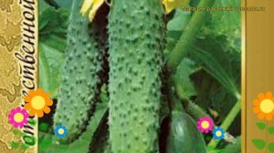 Огурец гибридный Кураж f1. Краткий обзор, описание характеристик, где купить семена Kurazh f1