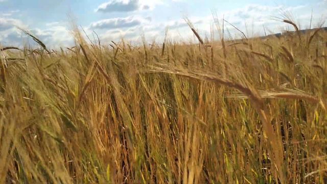 Поле с колосками смотреть онлайн