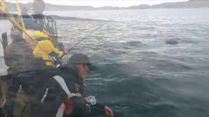 Морская рыбалка на Кольском полуострове в Баренцевом море 2