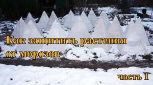 Как защитить растения от морозов? Универсальный 100% способ!