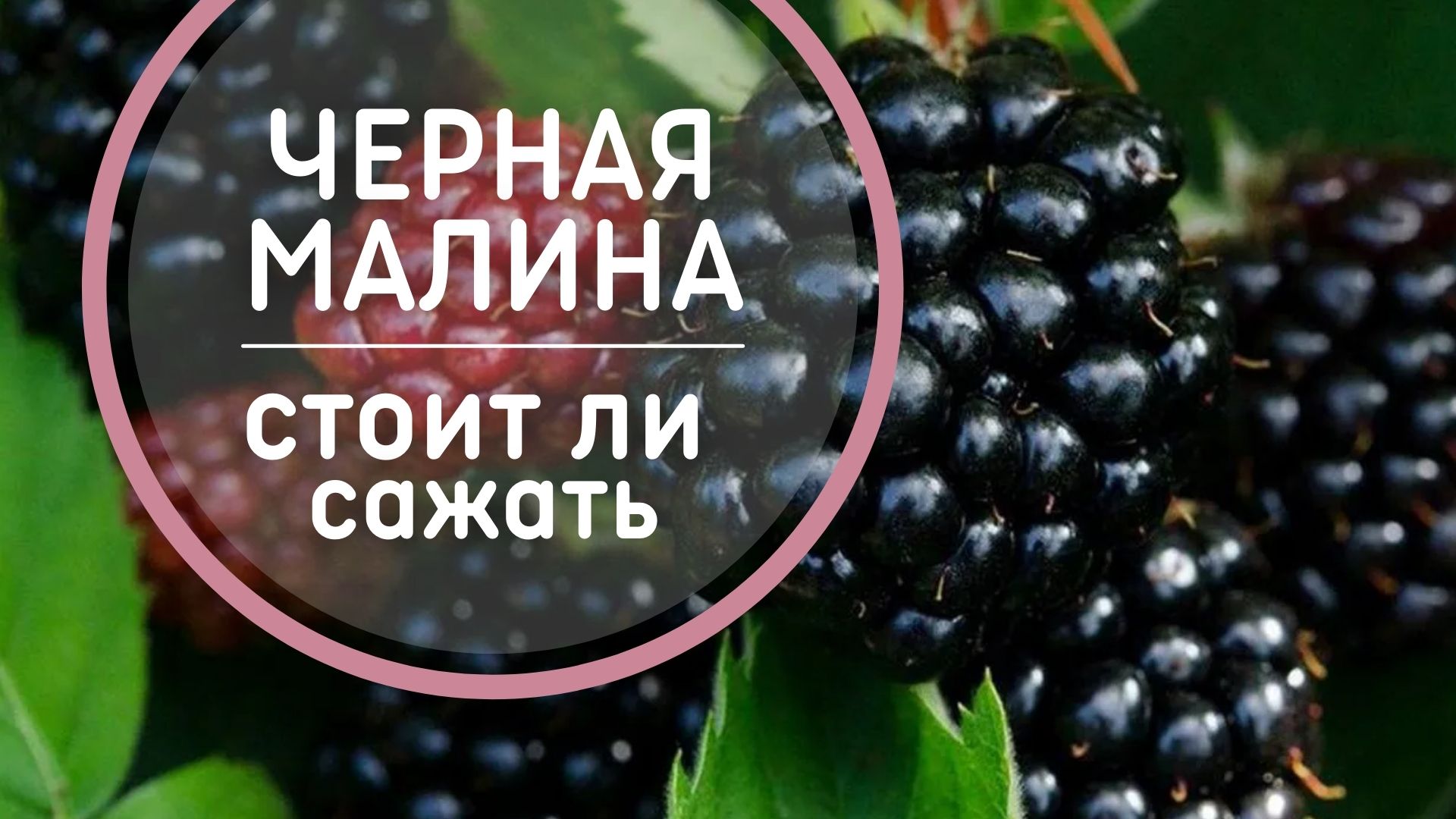Черная малина – Экзотика на вашем участке ? СОРТА черноплодной малины