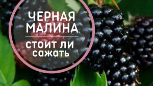 Черная малина – Экзотика на вашем участке ? СОРТА черноплодной малины