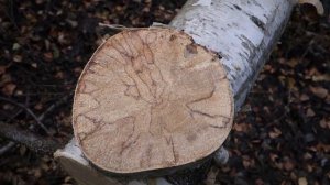 Торцевые спилы, удачный эксперимент.