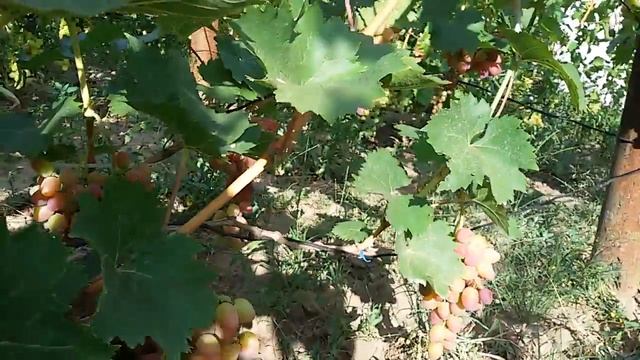 Парижанка виноград. смотреть онлайн