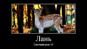 Глубина Влагалища