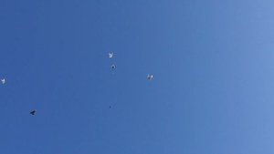 Где Голуби должны быть!? Пошли массово открывать Игру! Бакинские голуби 05.11.22