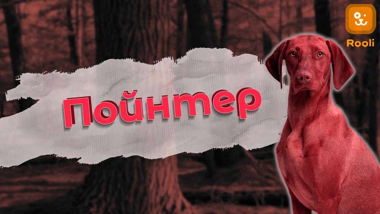 Пойнтер: идеальный партнер для активных любителей природы.