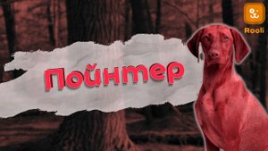 Пойнтер: идеальный партнер для активных любителей природы.