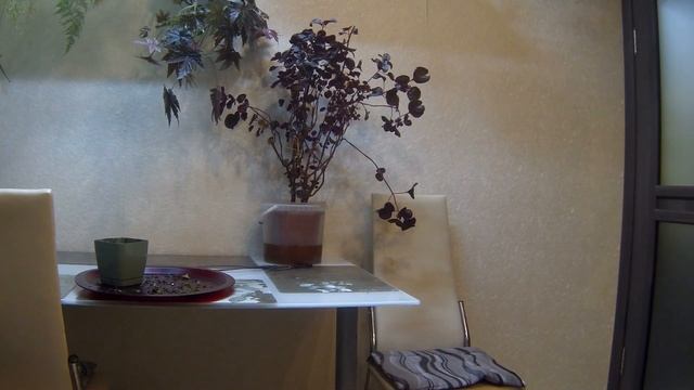 №4 Беспроблемное растение. Альтернатера. Иризине. смотреть онлайн