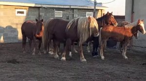 Русский тяжеловоз Айгыр подранок