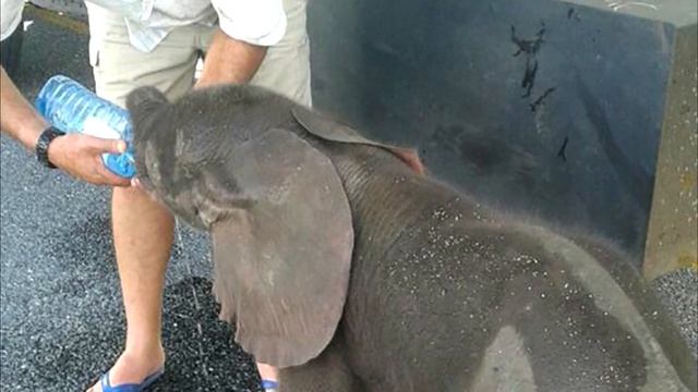 Южноафриканские дальнобойщики спасли слоненка от обезвоживания... смотреть онлайн