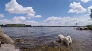 ПРОГУЛКА БАДИ ШИТ-ЦУ №1