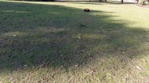 ZD RACING PIRATES 2 MT-8 DRIVE TEST REVIEW