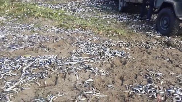 Сахалин. Шахтёрск-2 . Переплюй. Выброс сельди-иваси во время шторма. 03.10.2015 г. смотреть онлайн