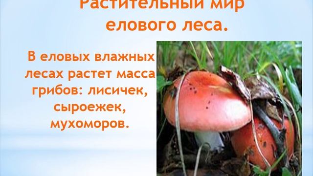 Проект на тему: "Природные сообщества. Еловый лес". Автор: Романов Андрей смотреть онлайн