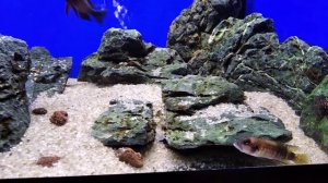 Мой любимый домашний аквариум с Трофеусами