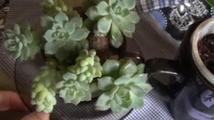 Зимний уход за суккулентами. Эхеверия Десмета, очиток Моргана и другие