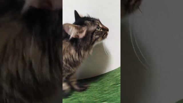 Говорящий кот Бобтеил!!! смотреть онлайн