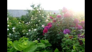 Моя энциклопедия английских роз. Роза Fisherman's Friend.