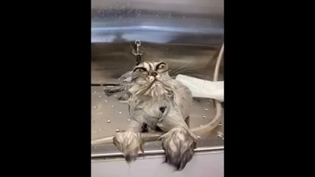 15 купающихся зверей которые заставят Вас улыбнуться! смотреть онлайн