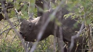 Panasonic Lumix G9 4K 50fps on Safari in South Africa