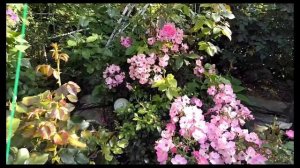 Розы. Урал. Подготовка роз к зиме.