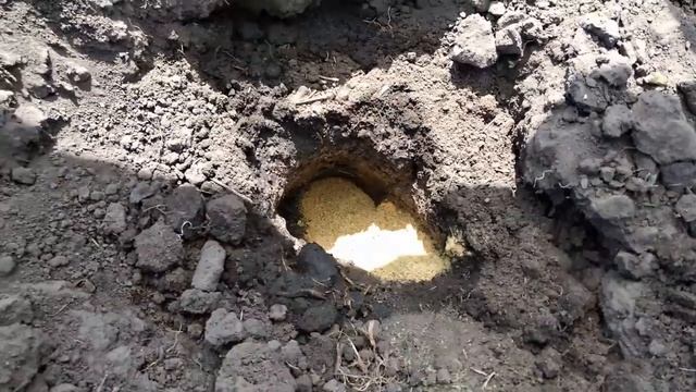 Дела огородные... 1 часть