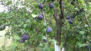 Диплоїдна слива Фріар