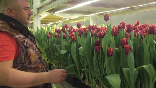 Выгонка тюльпанов. Часть 2 смотреть онлайн