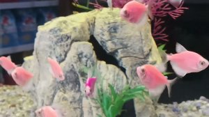 GOLDEN FISHESMINI МАЛЫШИ РЫБКИ