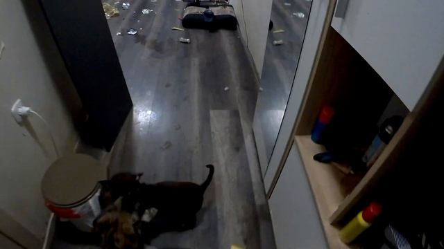 погром квартиры собаками, жесть какая то #любимцы #dog смотреть онлайн