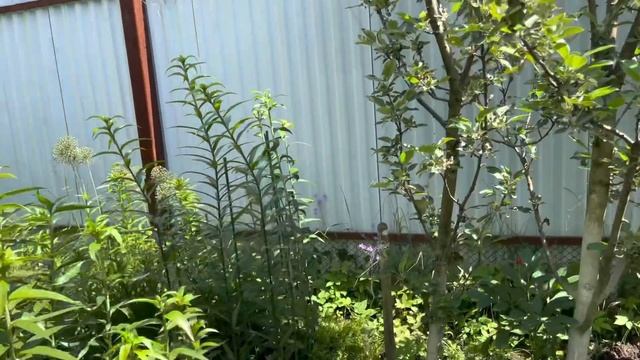 Моя любимая дача 15.06.21❤️Новый хвойный уголок. Хвойные.Цветёт пузыреплодник.Петунии.Обзор участка смотреть онлайн