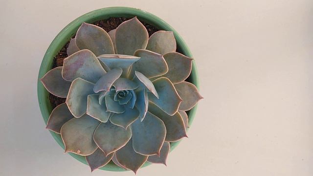 Dicas de cultivo de suculentas. Espécie: echeveria morning light смотреть онлайн