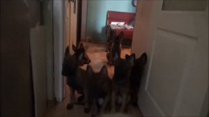 Щенки малинуа. Дневное (томление) кормление  05.02.2016 г.