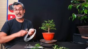 COMO HACER UN BONSAI PASO A PASO FÁCIL 🔴  ACTUALIZACIÓN DE FICUS BENJAMINA Y LIGUSTRINA