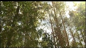 Зачем нужны комары