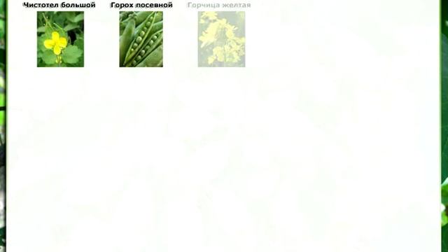 16. Совместимость винограда с другими растениями смотреть онлайн